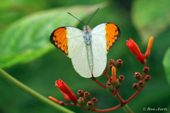 957.015E-Great-orange-tip-Hebomoia-glaucippe