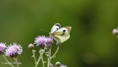 964.411B-Groot-koolwitje-of-Large-white-Pieris-brassicae