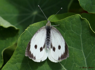 964.412- Groot koolwitje - Pieris brassicae