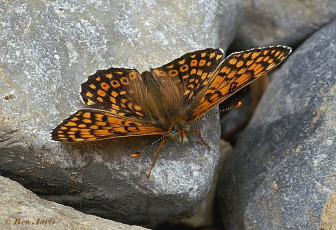 983.211- Sleutelbloemvlinder - Hamearis lucina