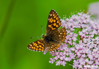 983.230- Sleutelbloemvlinder - Hamearis lucina