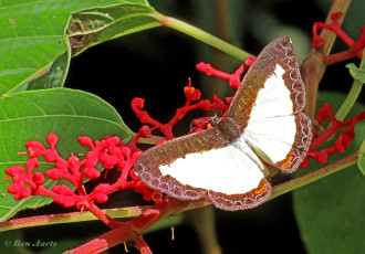 996.415-Azanoides-metalmark-Nymphidium-azonoides
