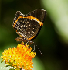 999.410- Riodina lysippus