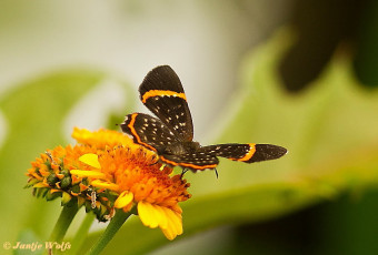 999.411- Riodina lysippus