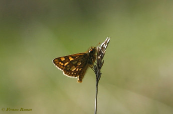 01860- Bont dikkopje - Carterocephalus palaemon