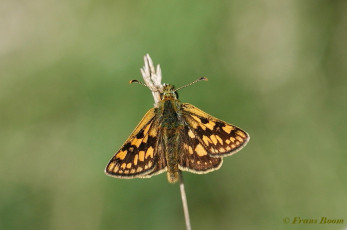 01861- Bont dikkopje - Carterocephalus palaemon