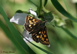 01862- Bont dikkopje - Carterocephalus palaemon