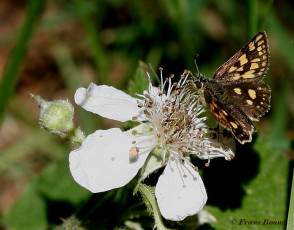 01863- Bont dikkopje - Carterocephalus palaemon