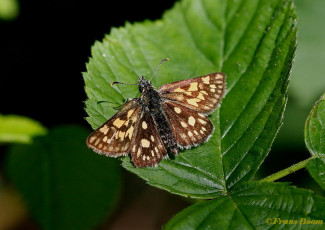 01864- Bont dikkopje - Carterocephalus palaemon