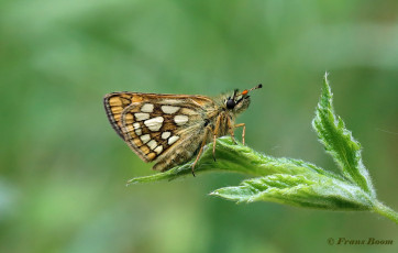 01865A-Bont-dikkopje-Carterocephalus-palaemon