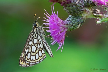 01919-Spiegeldikkopje-Heteropterus-morpheus