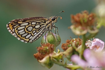 01920-Spiegeldikkopje-Heteropterus-morpheus