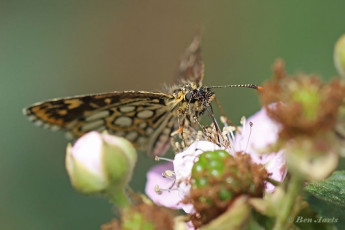 01921-Spiegeldikkopje-Heteropterus-morpheus