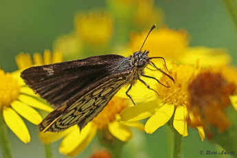 01925-Spiegeldikkopje-Heteropterus-morpheus