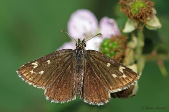 01928-Spiegeldikkopje-Heteropterus-morpheus