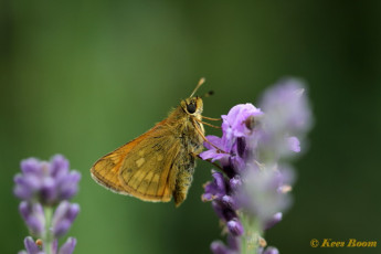 02093-Groot dikkopje - Ochlodes sylvanus