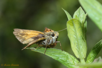 02097-Groot dikkopje - Ochlodes sylvanus