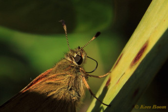 02098-Groot dikkopje - Ochlodes sylvanus