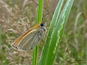 02130- Zwartsprietdikkopje - Thymelicus lineola