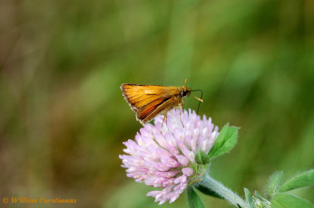 02205-Geelsprietdikkopje-Thymelicus-sylvestris