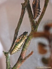 02725-Koninginnenpage-Papilio-machaon
