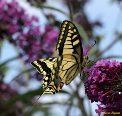 02735-Koninginnenpage - Papilio machaon