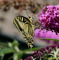 02737-Koninginnenpage - Papilio machaon