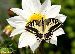 02739- Koninginnenpage - Papilio machaon