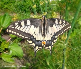 02741B-Koninginnenpage-Papilio-machaon