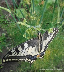 02741C-Koninginnenpage-Papilio-machaon