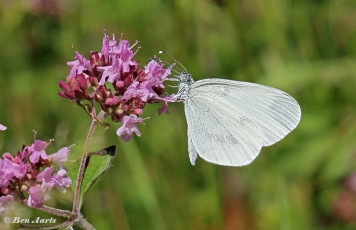 03015-Boswitje-Leptidea-sinapis