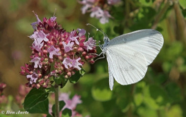 03016-Boswitje-Leptidea-sinapis