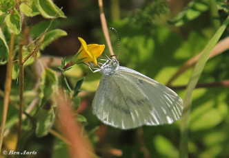 03022-Boswitje-Leptidea-sinapis