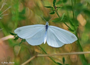 03030-Boswitje-Leptidea-sinapis