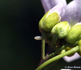 03140-Oranjetipje - Anthocharis cardamines