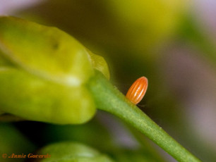 03142-Oranjetipje-Anthocharis cardamines