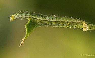 03150-Oranjetipje-Anthocharis-cardamines