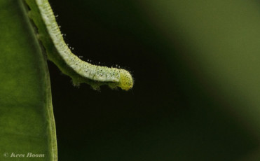 03151-Oranjetipje-Anthocharis-cardamines