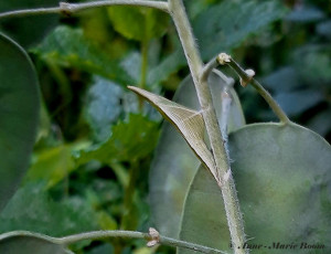 03154-Oranjetipje-Anthocharis-cardamines