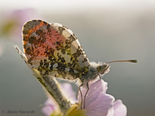 03160- Oranjetipje-Anthocharis cardamines