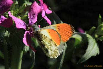 03162-Oranjetipje - Anthocharis cardamines