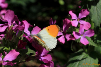 03163a-Oranjetipje - Anthocharis cardamines