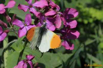 03163b-Oranjetipje - Anthocharis cardamines