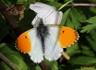 03164- Oranjetipje - Anthocharis cardamines