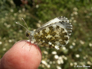 03168-Oranjetipje - Anthocharis cardamines