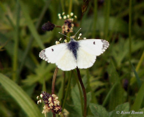 03169-Oranjetipje - Anthocharis cardamines