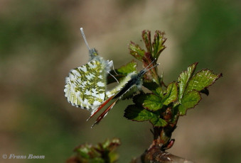 03175- Oranjetipje - Anthocharis cardamines