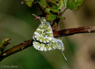 03179-  Oranjetipje - Anthocharis cardamines