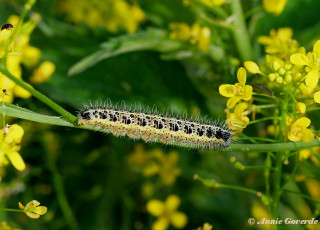 03291-Groot-koolwitje-Pieris-brassicae.jpg