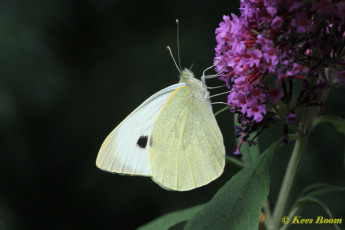 03300-Groot koolwitje - Pieris brassicae